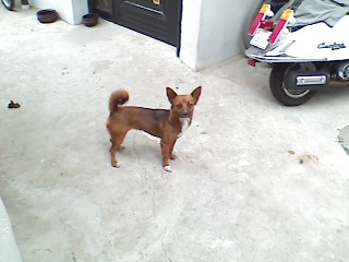 (부천시 원미구) 구름이를 찾아요 ''믹스견 갈색'' 가슴팍 턱시도모양(흰색)