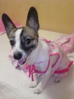 충청북도 제천시 발바리 믹스견 6~7kg 여 해랑이 ㅜㅜ 