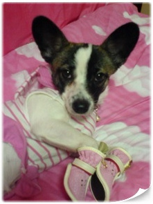 충청북도 제천시 발바리 믹스견 6~7kg 여 해랑이 ㅜㅜ 