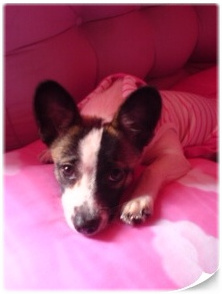 충청북도 제천시 발바리 믹스견 6~7kg 여 해랑이 ㅜㅜ 