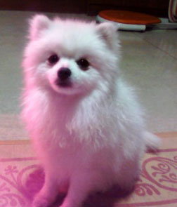 수원 정자동 [흰색포메라니안]- 호야를 찾습니다.