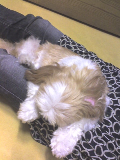 더 이상 이렇게 아이를 잃고 싶지 않아요ㅠㅠ 우리 순이 보신 분 연락주세요