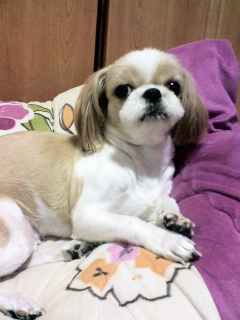 더 이상 이렇게 아이를 잃고 싶지 않아요ㅠㅠ 우리 순이 보신 분 연락주세요