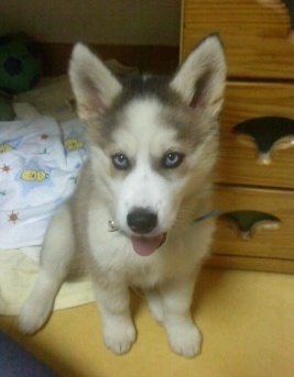 경기도 구리시 인창동 한진그랑빌 단지내에서 잃어버린 우리 둥이좀 찾아주세요