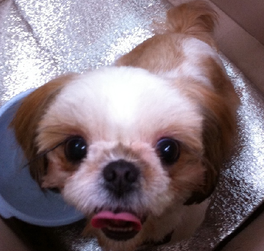 화양동근처 시츄잃어버리신분 찾아요.