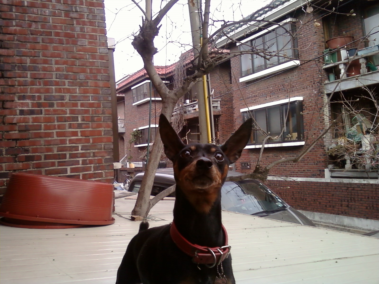 [재게시]하남시 미사리에서 미니핀을 찾습니다..