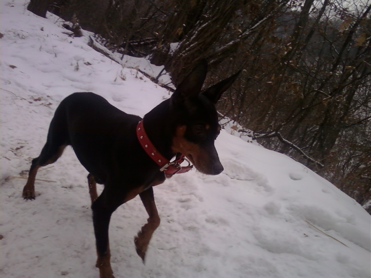 [재게시]하남시 미사리에서 미니핀을 찾습니다..