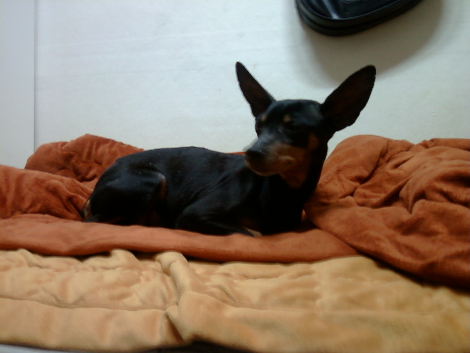 [재게시]하남시 미사리에서 미니핀을 찾습니다..