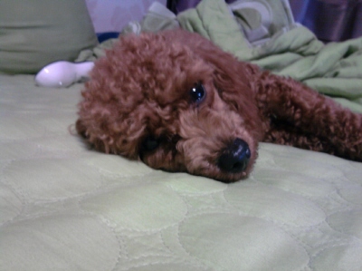 1살된 여아애프리푸들 찾습니다.