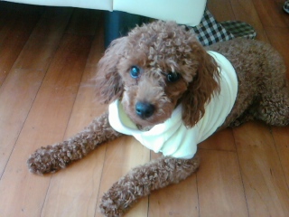 1살된 여아애프리푸들 찾습니다.