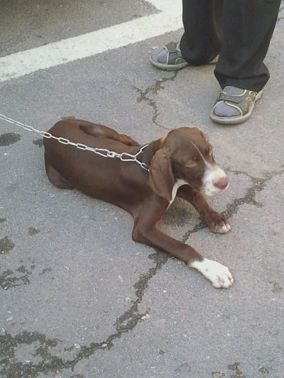 부천(원종동빵굼터부근)영포계열의사냥개를&#52287;습니다.