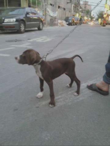 부천(원종동빵굼터부근)영포계열의사냥개를&#52287;습니다.