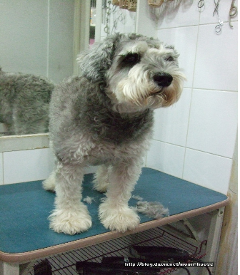 서울시 강남구 삼성1동 부근에서 잃어버린 슈나우저를 찾습니다