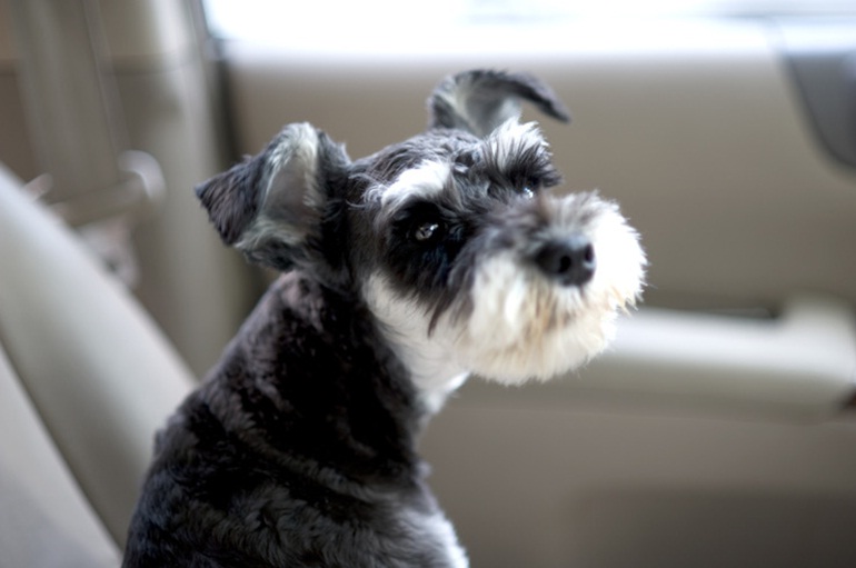 둥이(슈나우져)를 애타게 찾습니다....