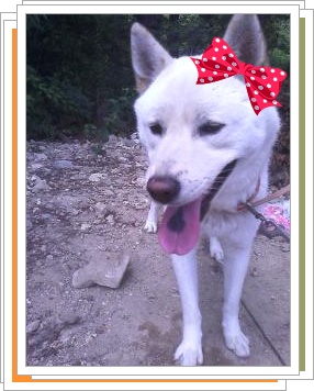 진돗개구름이 제발 찾아주세요 부탁드립니다.