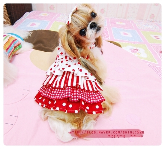 우리 여아 강아지를 찾아주세요 가슴이 아파요... (도와주세요)