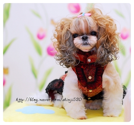 우리 여아 강아지를 찾아주세요 가슴이 아파요... (도와주세요)