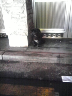 검은털에 반달곰처럼 가슴에 흰 털이 있어요.유기견이돌아다녀요