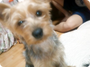 남구 주안5동 요크셔테리어(암) 찾습니다