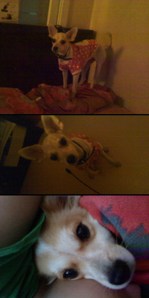 몽이를 찾고있어요 (대전)