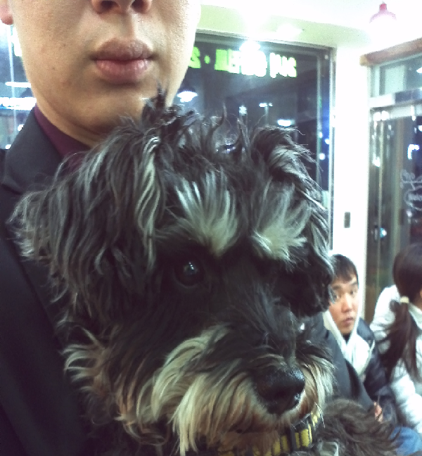 신촌역 2/11 슈나우져(수컷) 보호중