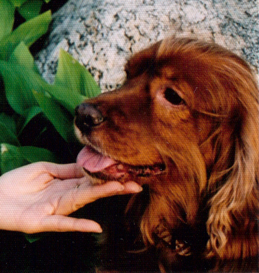 경기도 연천군 백합면 원당리 삼이천 다리 앞 부근 에서 코카스페니얼 / 남아 / 10살 