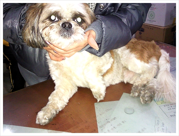 시흥시 은행동 시추남아 보호중