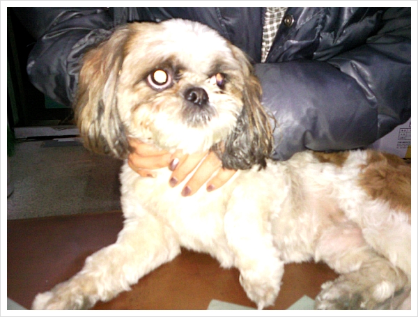 시흥시 은행동 시추남아 보호중