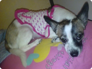 충청북도 제천시 믹스견 여 중성화 수술 X 사례 100만원