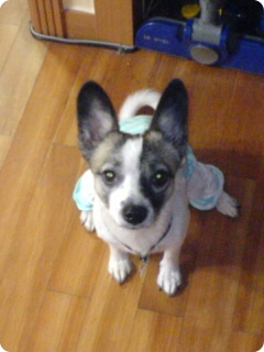 충청북도 제천시 믹스견 여 중성화 수술 X 사례 100만원