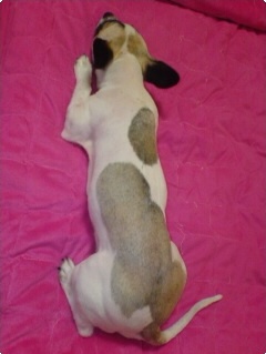 충청북도 제천시 믹스견 여 중성화 수술 X 사례 100만원