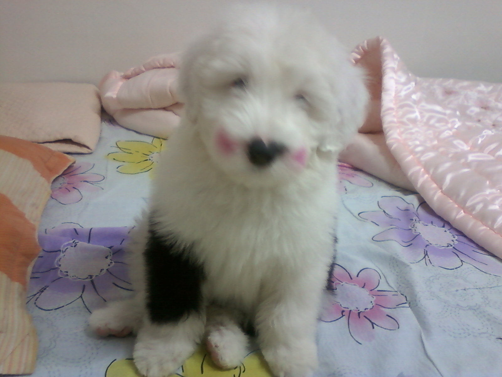 서울특별시 관악구 신림4동에서 핑크색볼터치를한 올드 잉글리쉬쉽독여아를 찾습니다