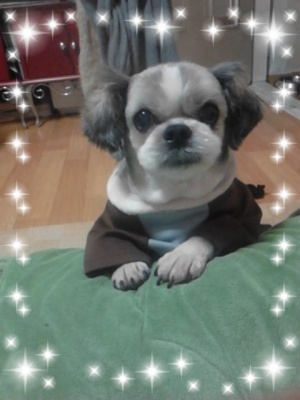 은평구 응암동 초롱이를찾아주세요,,,