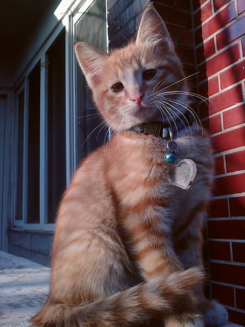 [D11-018관외] 어미냥이 미미와 새끼 미루