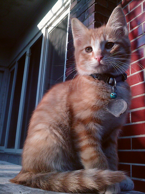 [D11-018관외] 어미냥이 미미와 새끼 미루