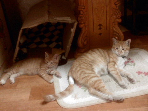 [D11-018관외] 어미냥이 미미와 새끼 미루