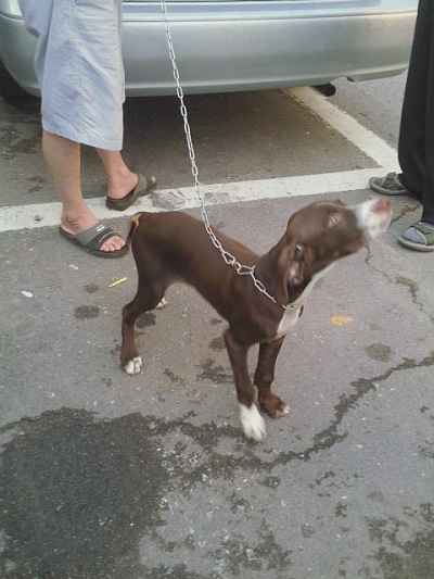 부천원종동..우리사냥개 텐을 찾습니다