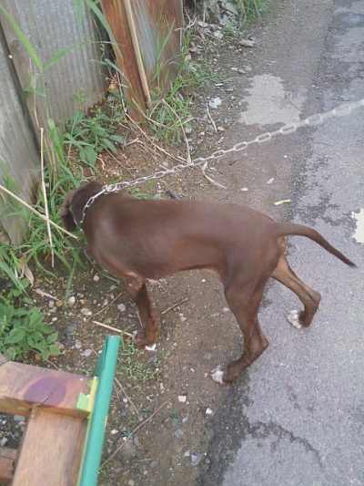 부천원종동..우리사냥개 텐을 찾습니다