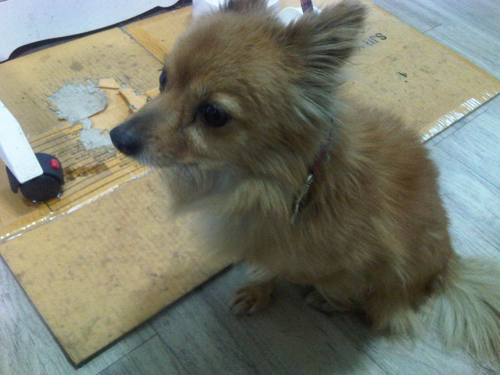 10년 반려견을 잃어버렸습니다. 역삼성당 주변