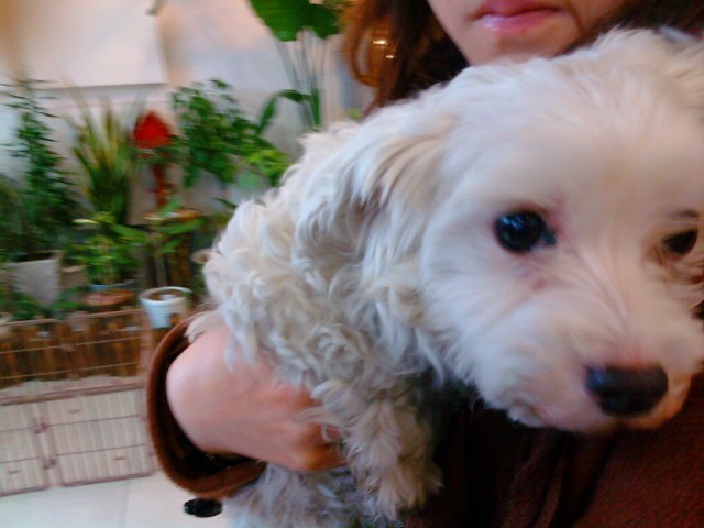 인천서구석남동근처에서 강아지 잃어버리신분!!