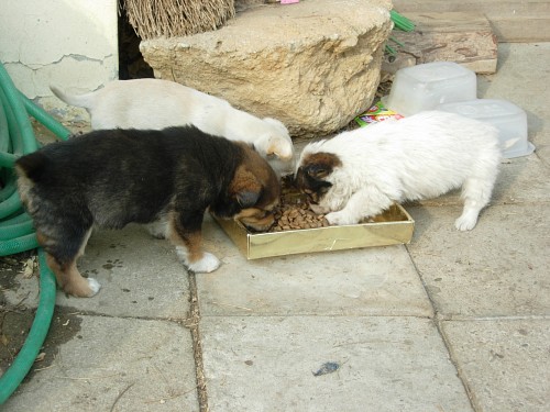 [D11-020관외] 주인은 있으나 더 나은 삶을 찾습니다..