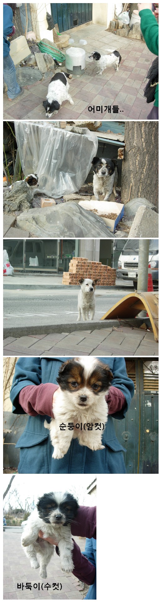 [D11-020관외] 주인은 있으나 더 나은 삶을 찾습니다..