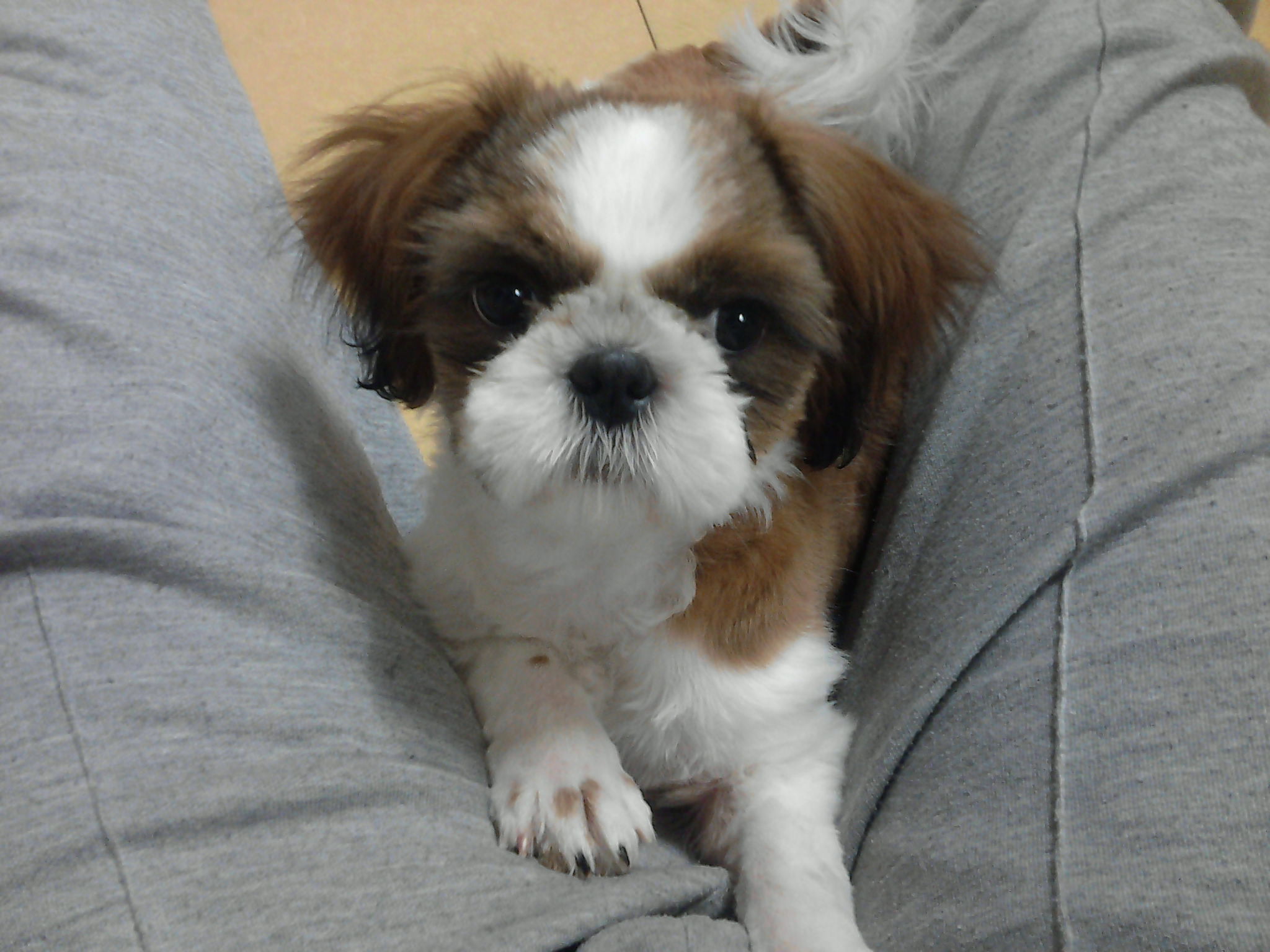 [광주광역시 동구] 시츄를 찾습니다!!