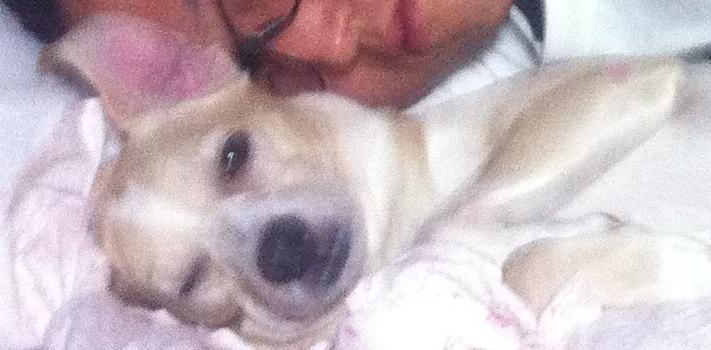 성동구 상왕십리에서 흰색 혼혈종 숫컷 강아지를 잃어버렸습니다.