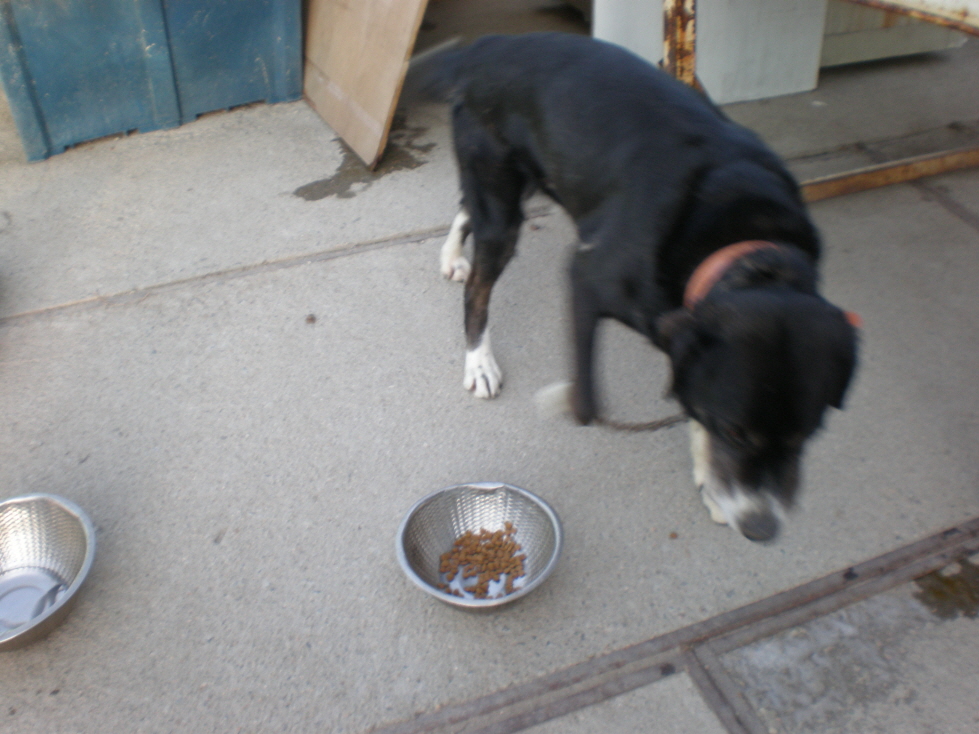 경기도 포천에서 잃어버린 개를 &#52287;습니다,