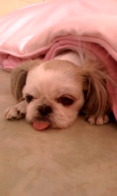 하얀색 시츄(충북청원군강외면)를 찾습니다.ㅠㅠ