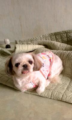 하얀색 시츄(충북청원군강외면)를 찾습니다.ㅠㅠ