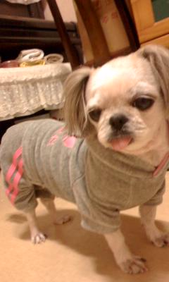 하얀색 시츄(충북청원군강외면)를 찾습니다.ㅠㅠ