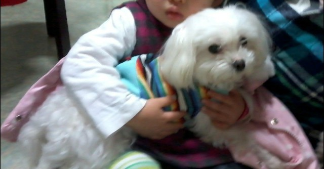 면목동 말티즈(여)2kg찾습니다