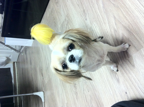 일산 탄현동 시츄 암컷 찾고있습니다.